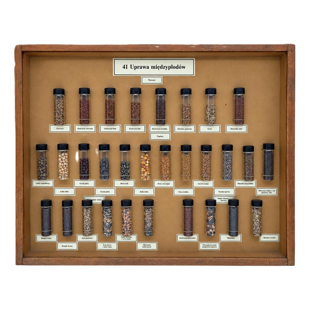 Vintage Polish Educational Display Case, 1970s For Sale