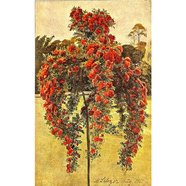 This is a rare beauty. It is a French antique botanical chromolithograph that came from an unbound album called Le Journal...