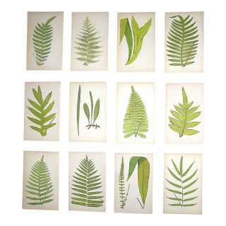 Antique 19th Century Botanical Wood Engravings - Ferns - Set of 12 For Sale