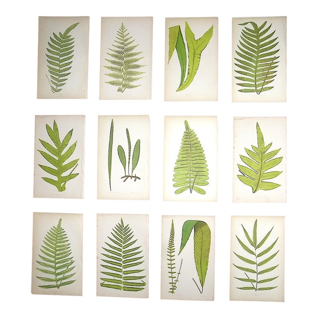 Antique 19th Century Botanical Wood Engravings - Ferns - Set of 12 For Sale