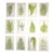 Antique 19th Century Botanical Wood Engravings - Ferns - Set of 12 For Sale