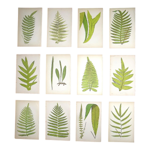 Antique 19th Century Botanical Wood Engravings - Ferns - Set of 12