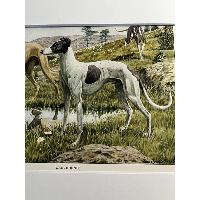 Illustration 1919 Greyhound Print For Sale - Image 3 of 3