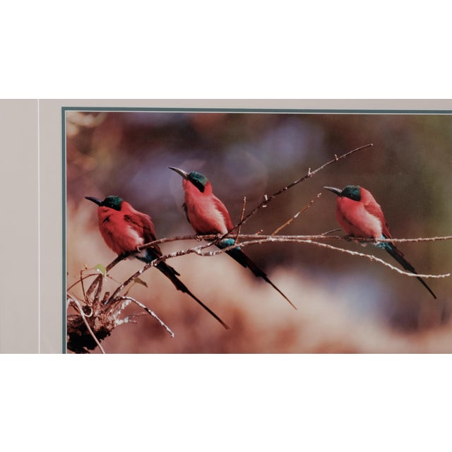 1991 Thomas Mangelsen "The Perch - Carmine Bee-Eaters" Hand Signed Collectors Limited Edition 515/950 Museum Mounted Framed Color Photograph For Sale - Image 4 of 8