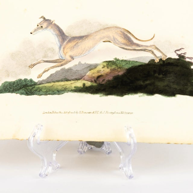 E. Donovan & F.C. & J. Rivington, Nature Illustration, Feb 1820, Hand-Colored Copperplate Engraving For Sale - Image 4 of 6