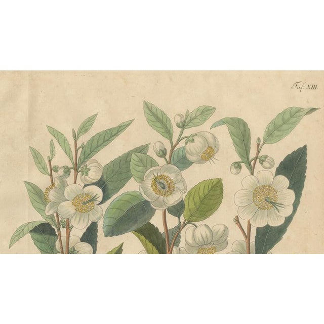 Thea Chinensis, 1800s, Paper For Sale - Image 3 of 10