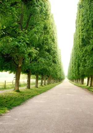 Rows of Trees, Versailles, France by Aaron Delesie Print, 40" x 60"