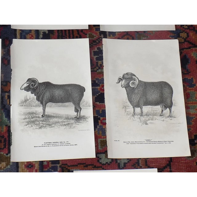 Late 19th Century Antique 19th Century Sheep Lithographs - Set of 11 For Sale - Image 5 of 8