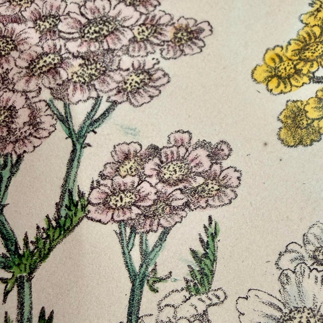This 19th century hand-colored print is a gorgeous work of art and fascinating piece of history. A single plate from the...