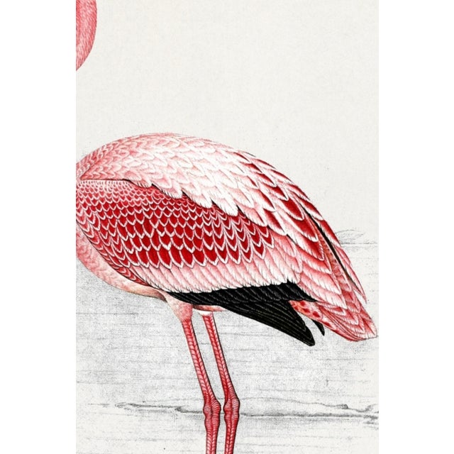 Illustration Lesser Flamingo by C. G. Finch-Davies, Vintage Reproduction Bird Art Print, 24" × 36" For Sale - Image 3 of 5
