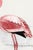 Illustration Lesser Flamingo by C. G. Finch-Davies, Vintage Reproduction Bird Art Print, 24" × 36" For Sale - Image 3 of 5