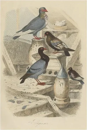 Havard, Illustration of Pigeons, 1854, Print