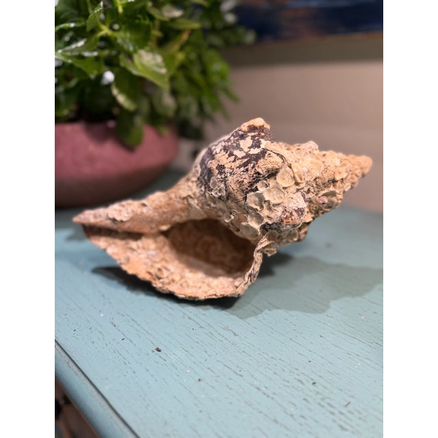 White Pair Vintage Natural Horse Conch Seashell Specimen Organic Decor For Sale - Image 8 of 16