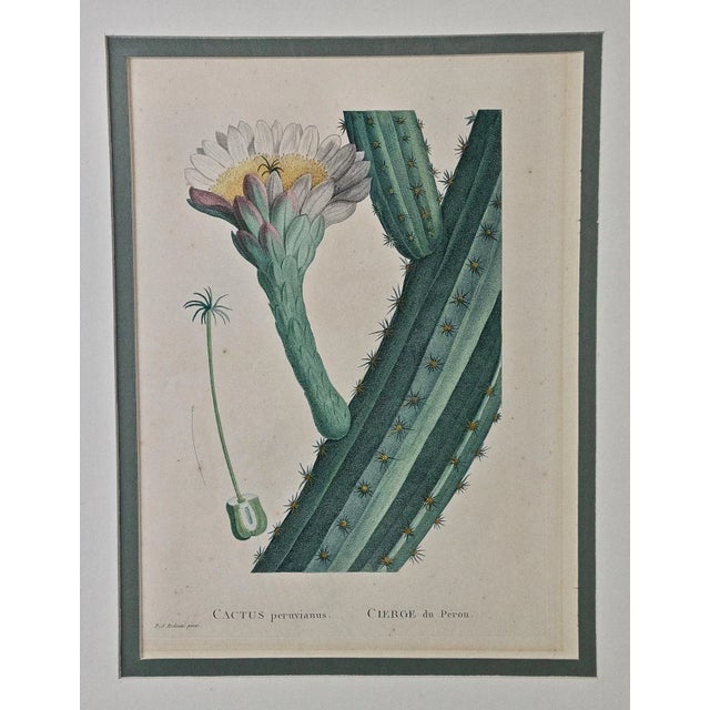 This framed hand-colored stipple engraving entitled "Cactus Peruvianus Cierge du Pérou" by Pierre-Joseph Redouté, Plate 58...