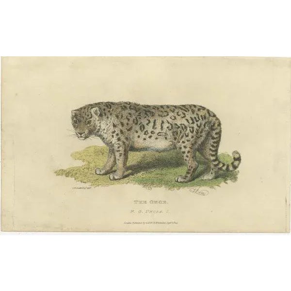 This engraving is a detailed depiction of a snow leopard, also known as an ounce (panthera uncia). It shows the animal in...