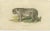 This engraving is a detailed depiction of a snow leopard, also known as an ounce (panthera uncia). It shows the animal in...