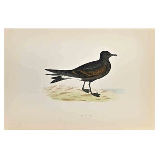 Alexander Francis Lydon, Leach's Petrel, Woodcut Print, 1870 For Sale