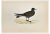 Alexander Francis Lydon, Leach's Petrel, Woodcut Print, 1870 For Sale