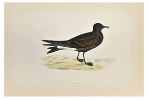 Alexander Francis Lydon, Leach's Petrel, Woodcut Print, 1870