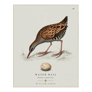 William Lewin 1789 Waterbirds Fine Art Gallery Board Print - The Water Rail For Sale