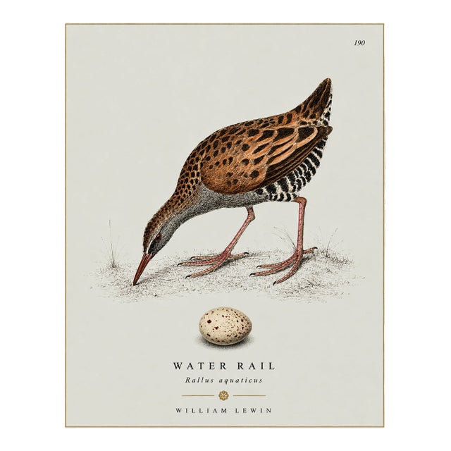 William Lewin 1789 Waterbirds Fine Art Gallery Board Print - The Water Rail For Sale