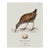 William Lewin 1789 Waterbirds Fine Art Gallery Board Print - The Water Rail For Sale