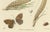 Sepp & Brants, Sciapteron Xystophora Moths, 1906, Paper, Set of 2 For Sale - Image 11 of 13
