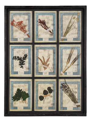 20th Century Italian Large Oak Frame with Pressed Flowers and Herbs, 1950s