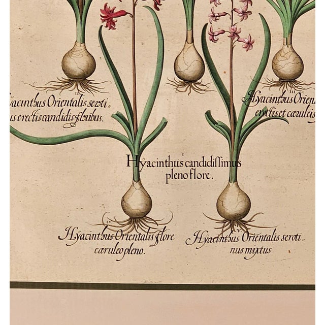 Basilius Besler, Page From "Hortus Eystettensis" (1613) For Sale - Image 4 of 6