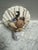 Natural Beach House Seashell Adorned Nightlight For Sale - Image 4 of 11
