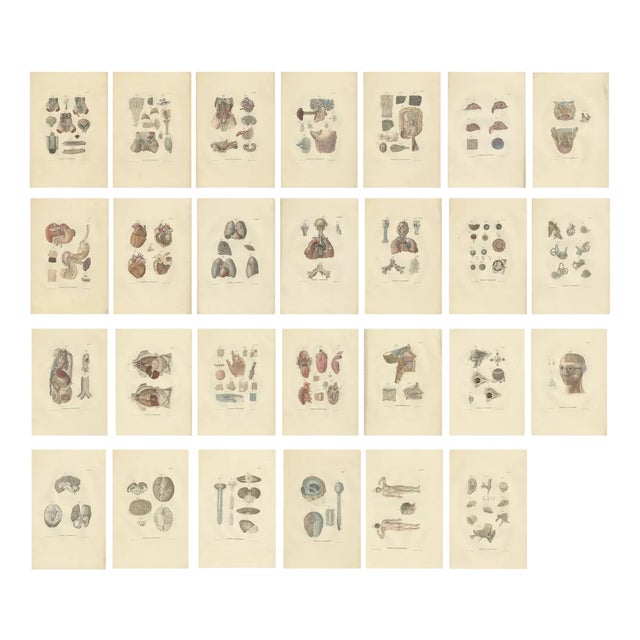 Anatomy Illustrations of Splanchnology, 1839, Prints, Set of 27 For Sale