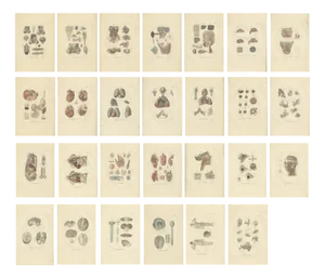 Anatomy Illustrations of Splanchnology, 1839, Prints, Set of 27