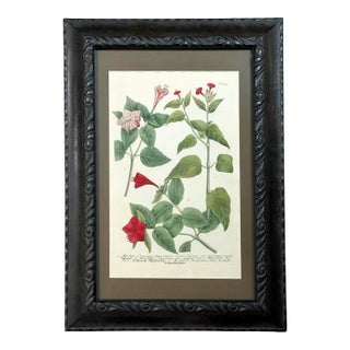 Hand-Colored 18th-Century Botanical Print | Custom-Framed 1742 Weinmann Floral Intaglio Mezzotint For Sale