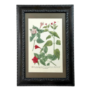 Hand-Colored 18th-Century Botanical Print | Custom-Framed 1742 Weinmann Floral Intaglio Mezzotint