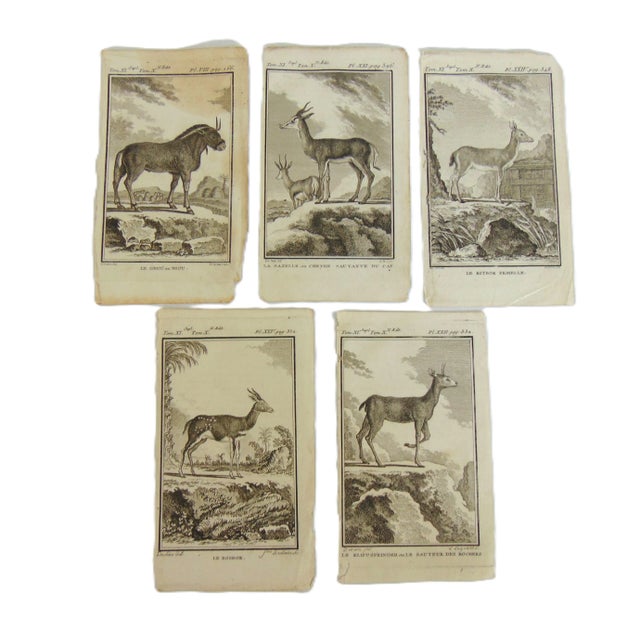 Set of 5 original copper plate engraving prints (not modern reproductions) directly from Buffon's Oeuvres Completes...
