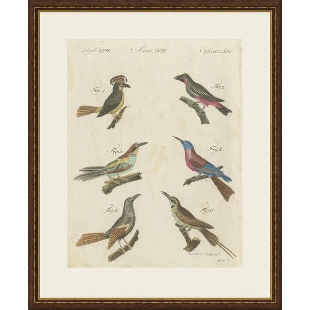This antique bird print shows the royal flycatcher with its fan shaped crest, the black and red broadbill and several...