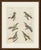 This antique bird print shows the royal flycatcher with its fan shaped crest, the black and red broadbill and several...