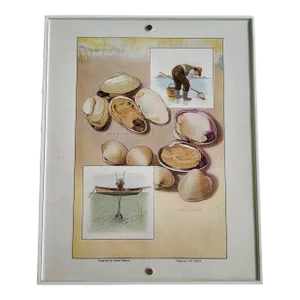 1911 Framed Culinary Clams Art Print