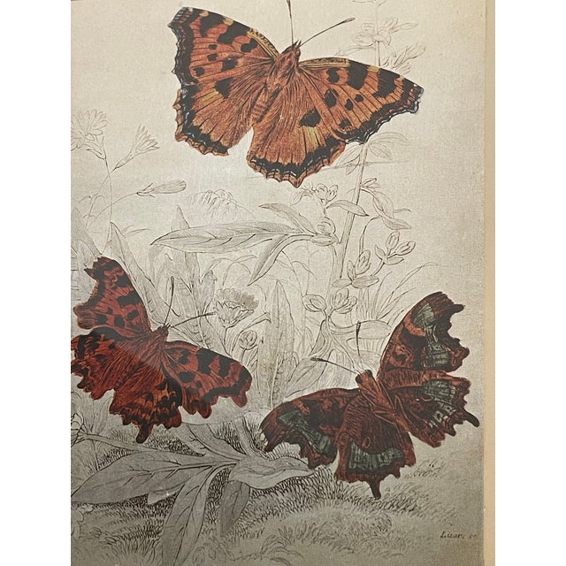 Gorgeous Monarch Butterflies on silver foil background- Chromolithograph in gold tone frame.