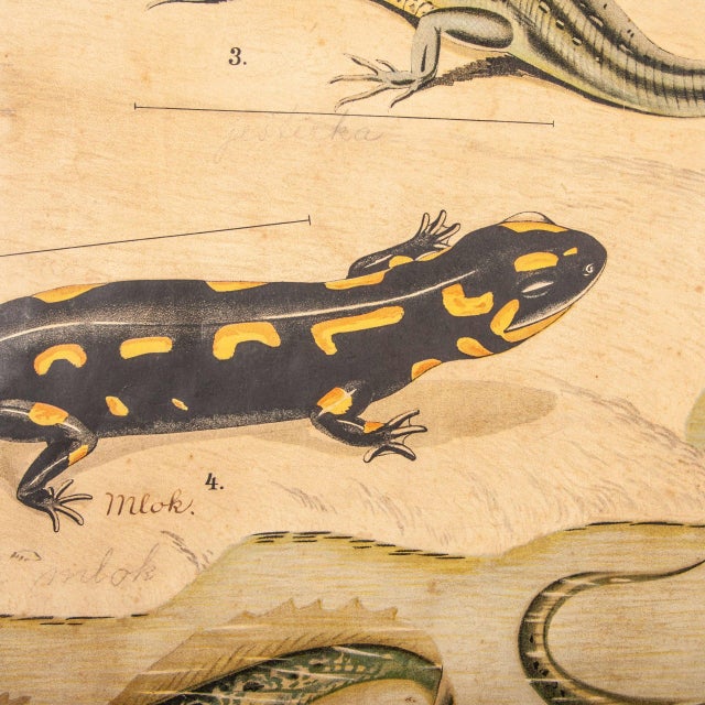 19th century Czechoslovakian educational chart of amphibians. 19th Century exceptional educational teaching chart from the...