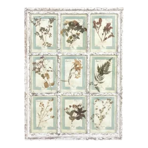 Collection of 9 Early 20th Century Italian Herbiers in Large Paned Window Frame