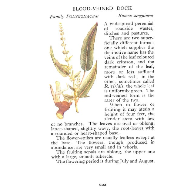 Paper "The Observer's Book of Wild Flowers" Book 1958 Stokoe, w.j. [Compiled By] For Sale - Image 7 of 7