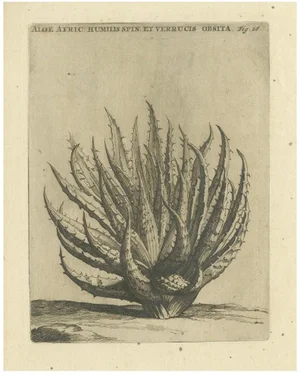 Caspar Commelin, Aloe Afric Humilis, 1706, Engraving
