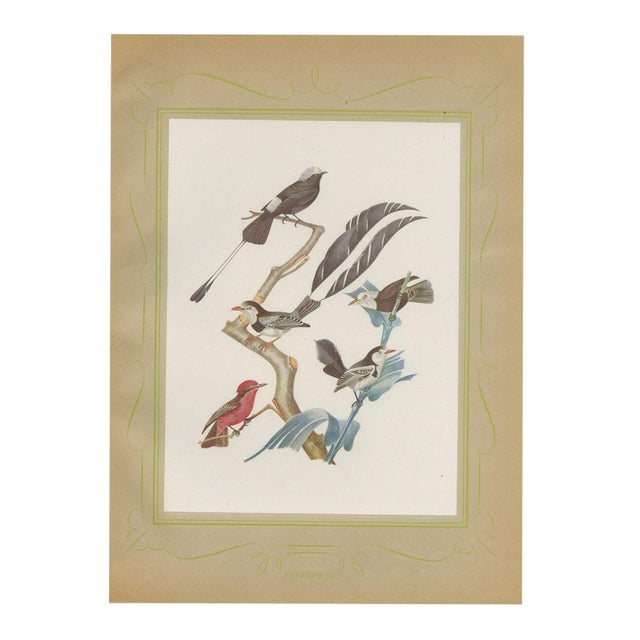 After Descourtilz, Racket-Tailed Motmots and Kingfishers, 1944, Paper For Sale