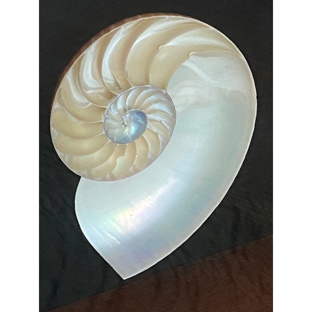 Framed Nautilus Shell For Sale - Image 13 of 15