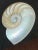 Framed Nautilus Shell For Sale - Image 13 of 15