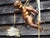 Antique French Cherub Pendant Light in Flying Putti and Glass Flower Shades, 1920s For Sale - Image 18 of 18