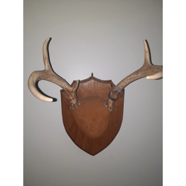 Beautiful mid century mounted trophy deer antlers. Mounted on a carved wood plaque.