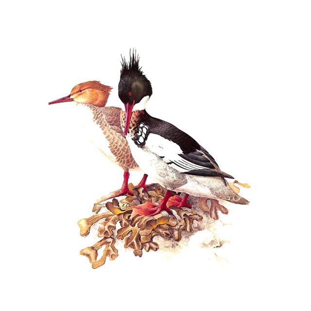 Paper "Birds of the Northern Forest" Book 1966 Livingston, John A. For Sale - Image 7 of 11