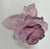 Daum Daum France Rose Passion Pâte De Verre Crystal Rose Paperweight, 1990s For Sale - Image 4 of 15